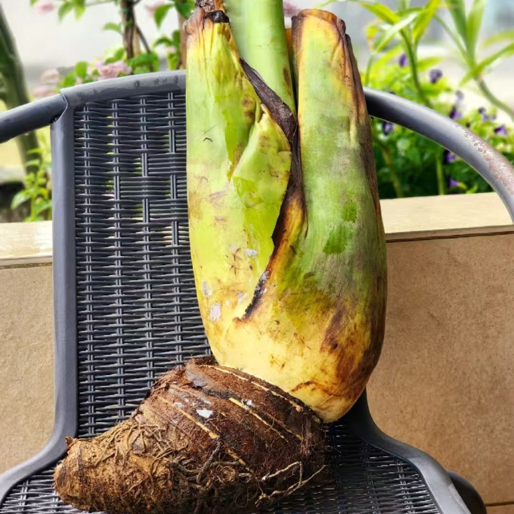 7 Must-Know Q&A: Planting & Caring for elephant ear bulbs (Beginner Friendly!) 4 elephant ear bulbs-3
