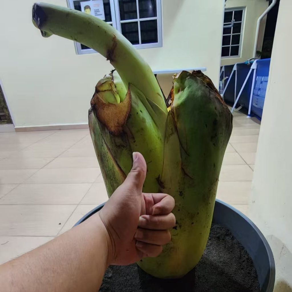 7 Must-Know Q&A: Planting & Caring for elephant ear bulbs (Beginner Friendly!) 5 elephant ear bulbs-4