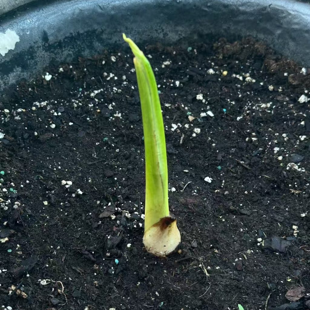 7 Must-Know Q&A: Planting & Caring for elephant ear bulbs (Beginner Friendly!) 6 elephant ear bulbs-5