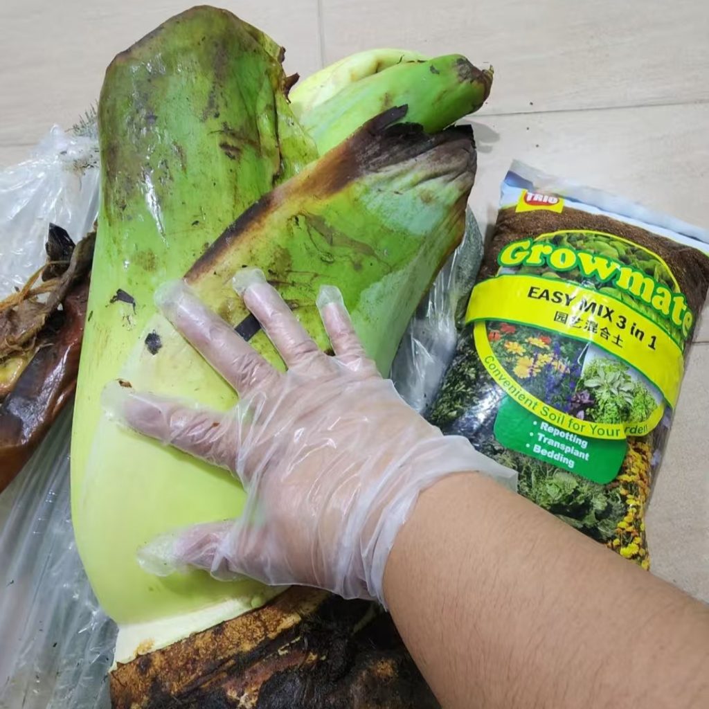7 Must-Know Q&A: Planting & Caring for elephant ear bulbs (Beginner Friendly!) 8 elephant ear bulbs-7