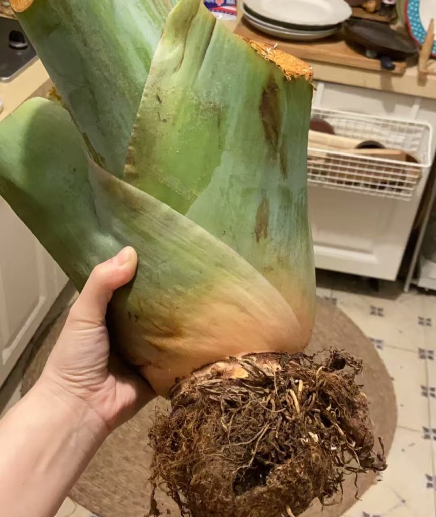 elephant ears bulbs​-10