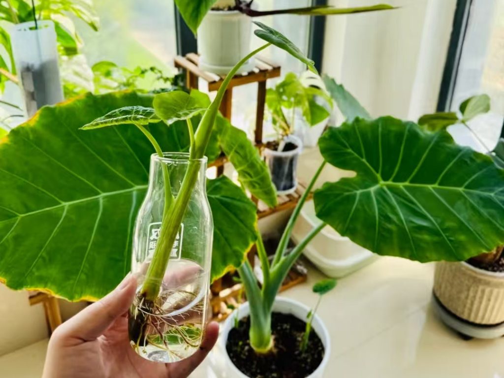 giant elephant ear colocasia​-16