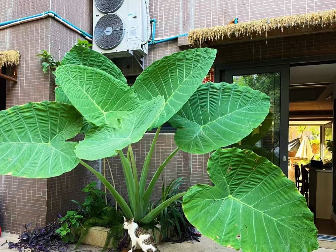 giant elephant ear colocasia​-17