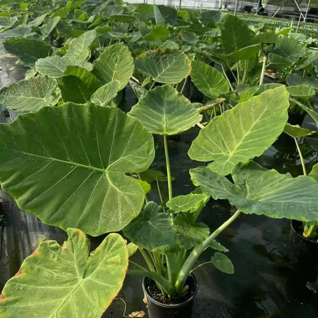 giant elephant ear colocasia​-18