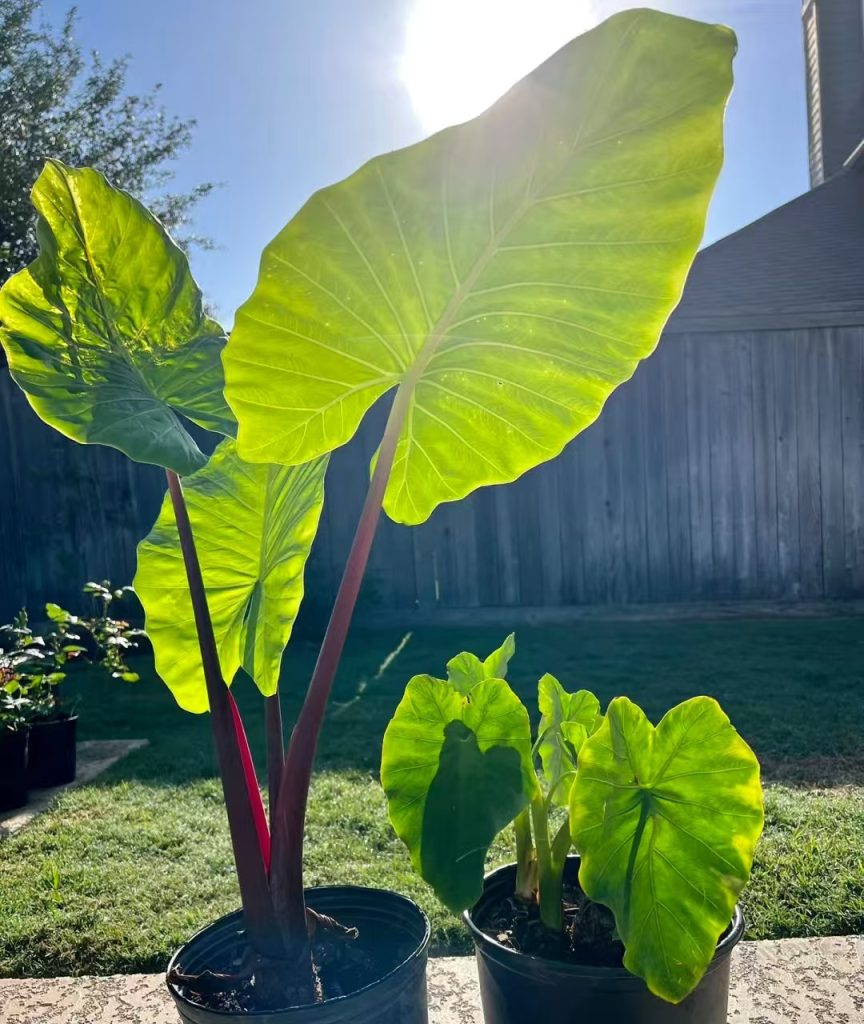 giant elephant ear plant​-13