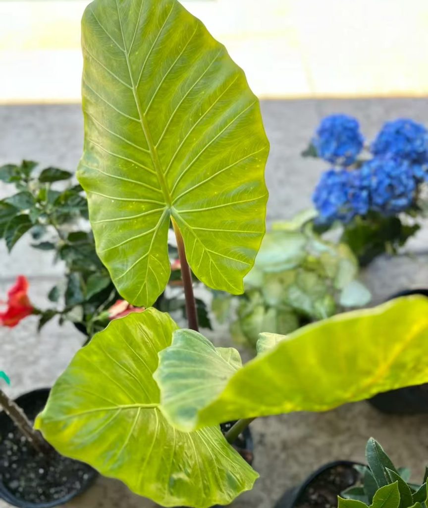 giant elephant ear plant​-14