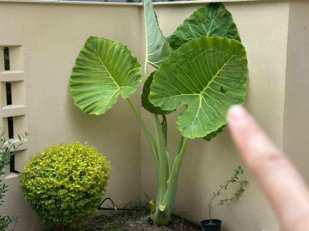 giant elephant ear plant​-15