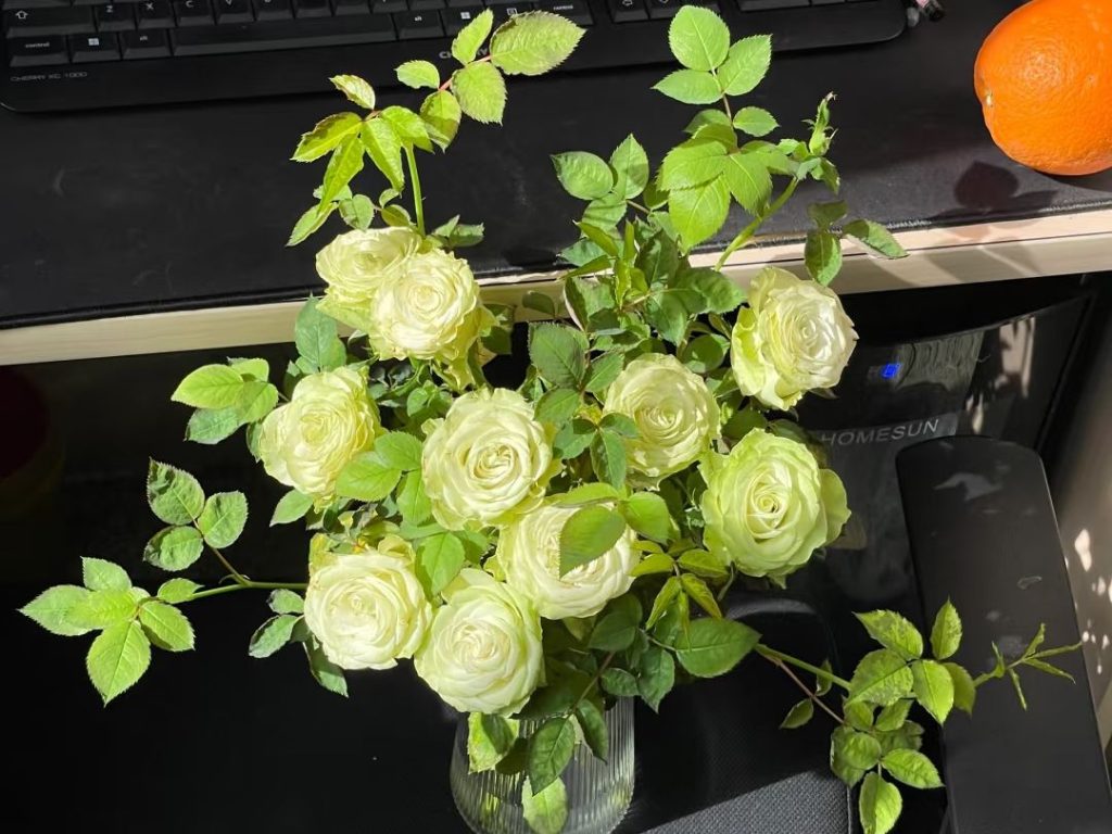 green roses​-10-Xiaoqiao