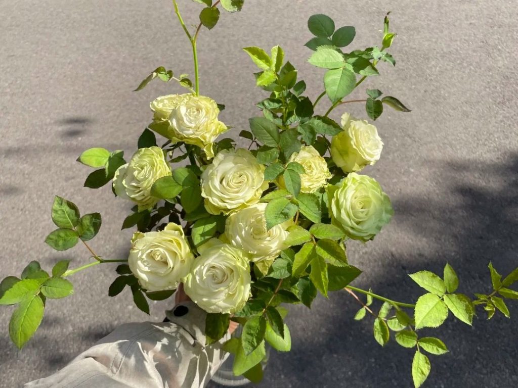 green roses​-11-Xiaoqiao