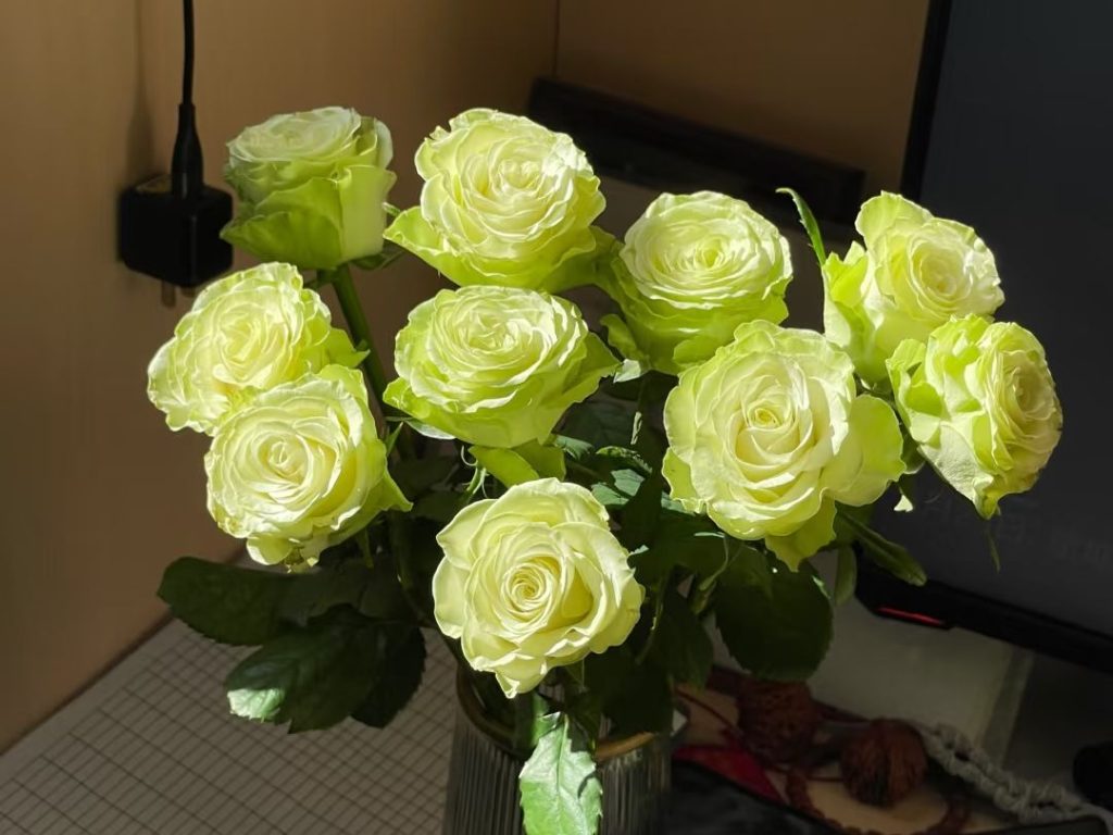 green roses​-12-Xiaoqiao