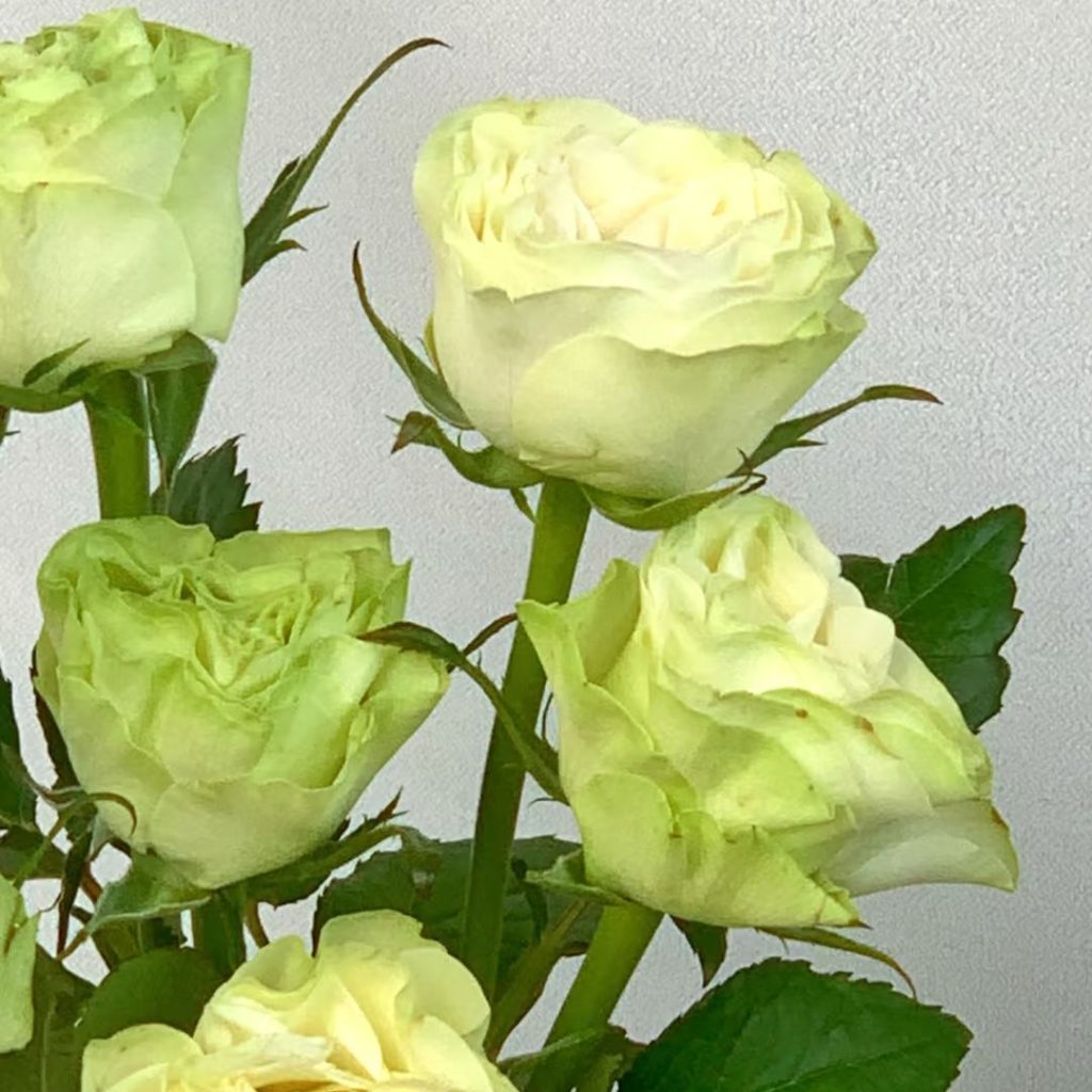 green roses​-13-Xiaoqiao