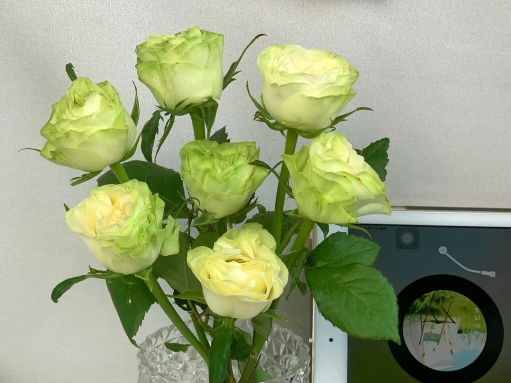 green roses​-14-Xiaoqiao