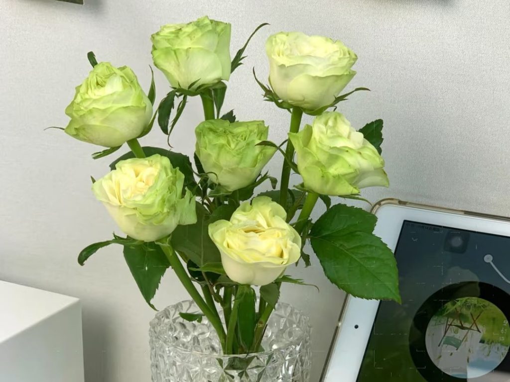 green roses​-15-Xiaoqiao