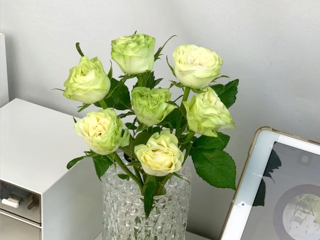 green roses​-16-Xiaoqiao