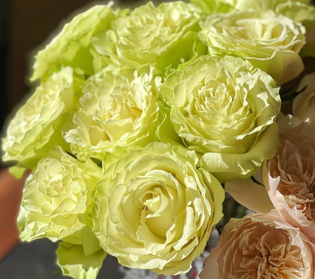 green roses​-21-Viridiflora