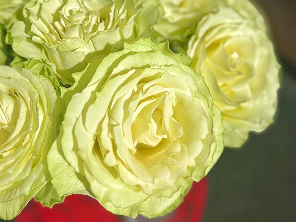 green roses​-22-Viridiflora