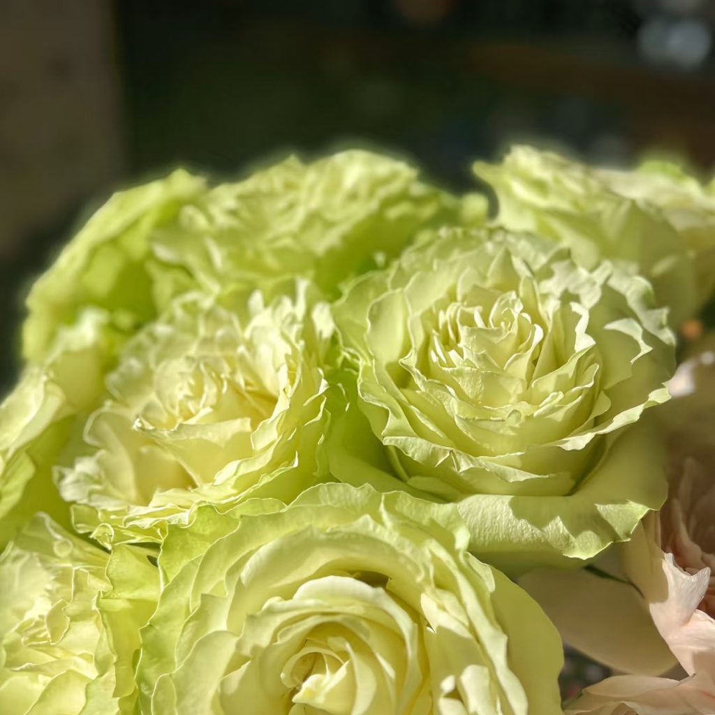 green roses​-23-Viridiflora