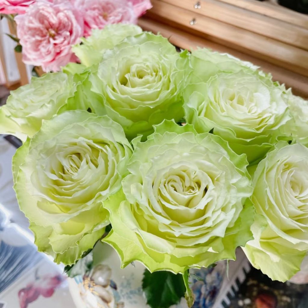 green roses​-24-Viridiflora