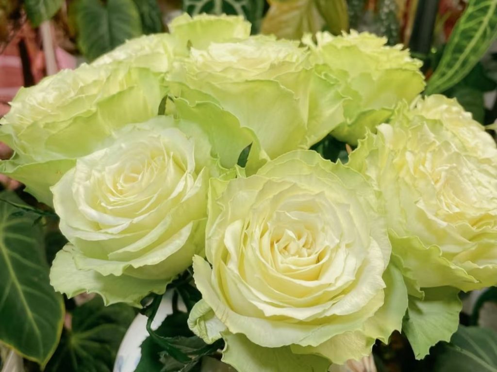 green roses​-25-Viridiflora