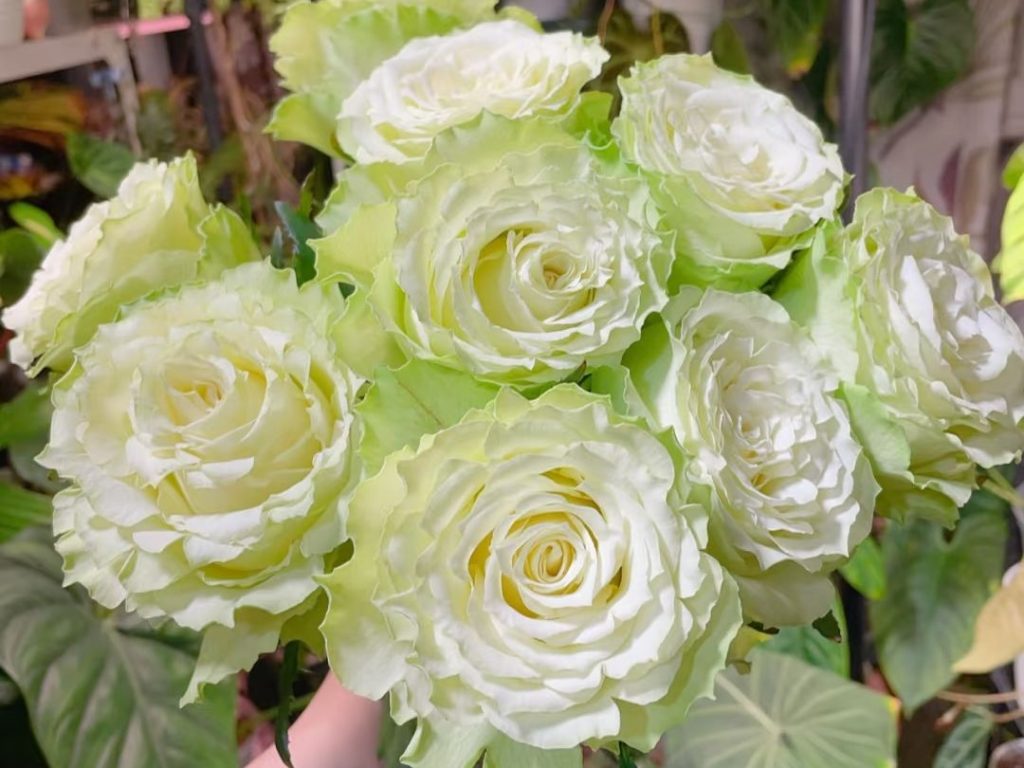 green roses​-26-Viridiflora