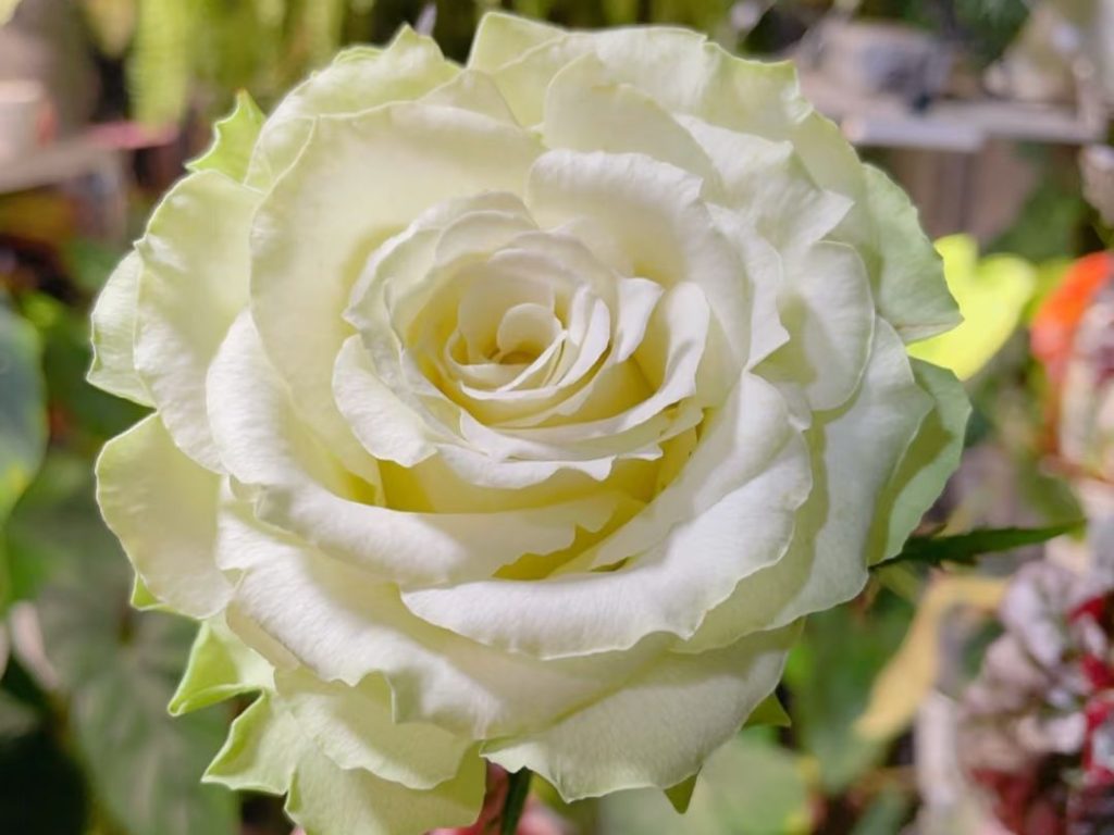green roses​-27-Viridiflora