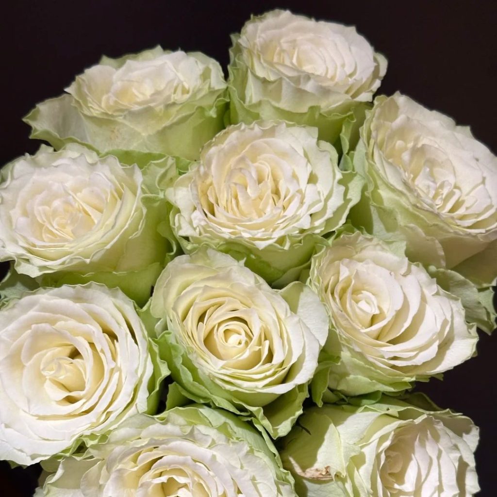 green roses​-29-Viridiflora