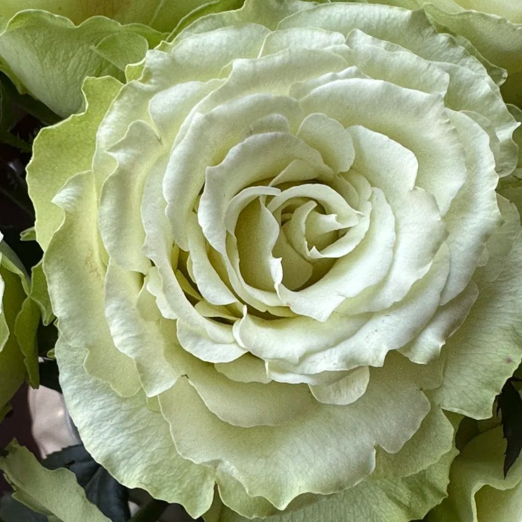 green roses​-30-Viridiflora