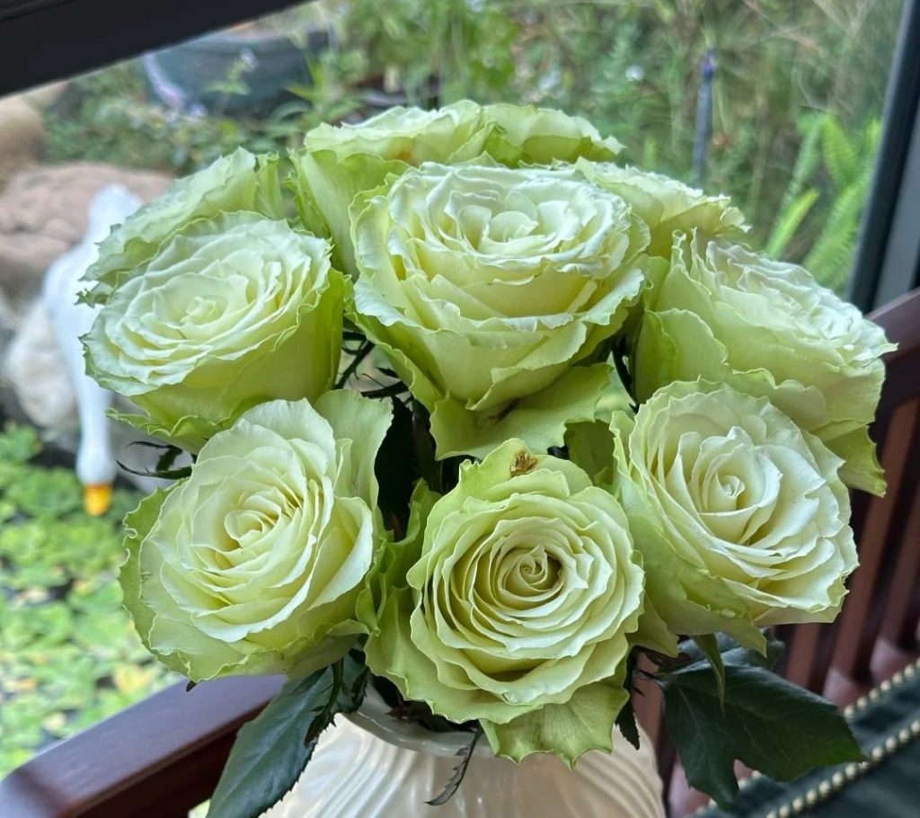 green roses​-31-Viridiflora