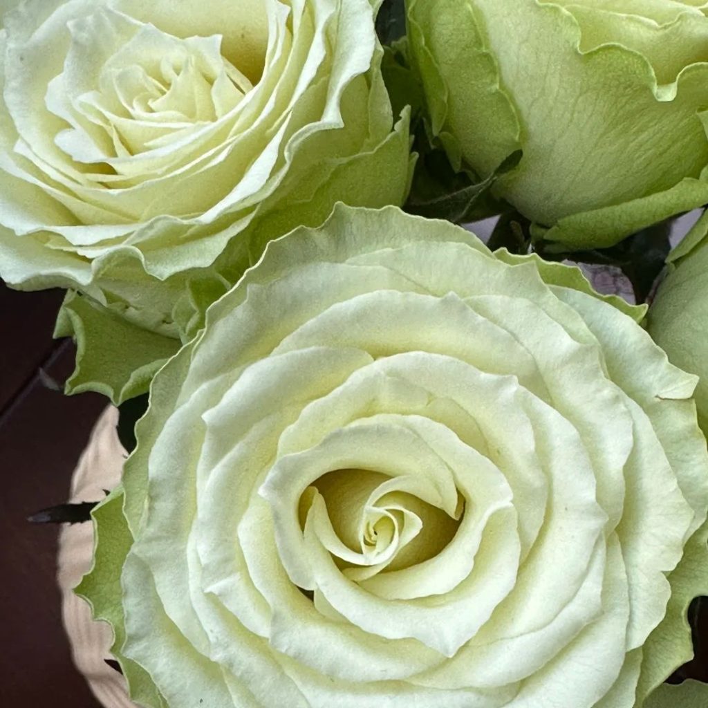green roses​-32-Viridiflora