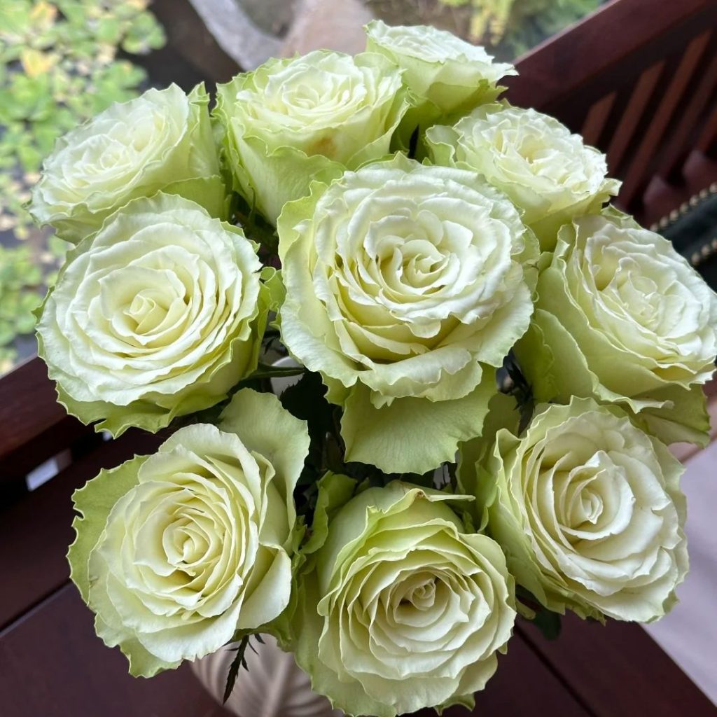 green roses​-33-Viridiflora