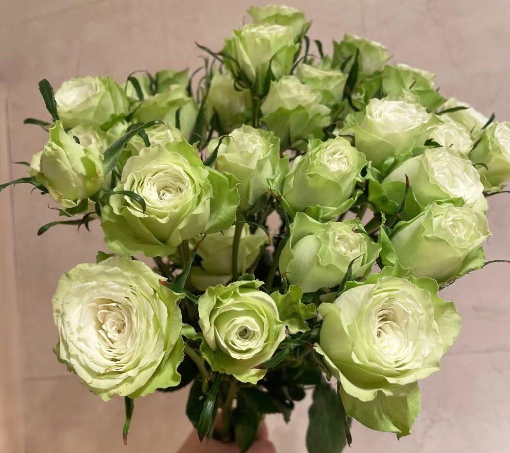 green roses​-35-Mint Julep​​