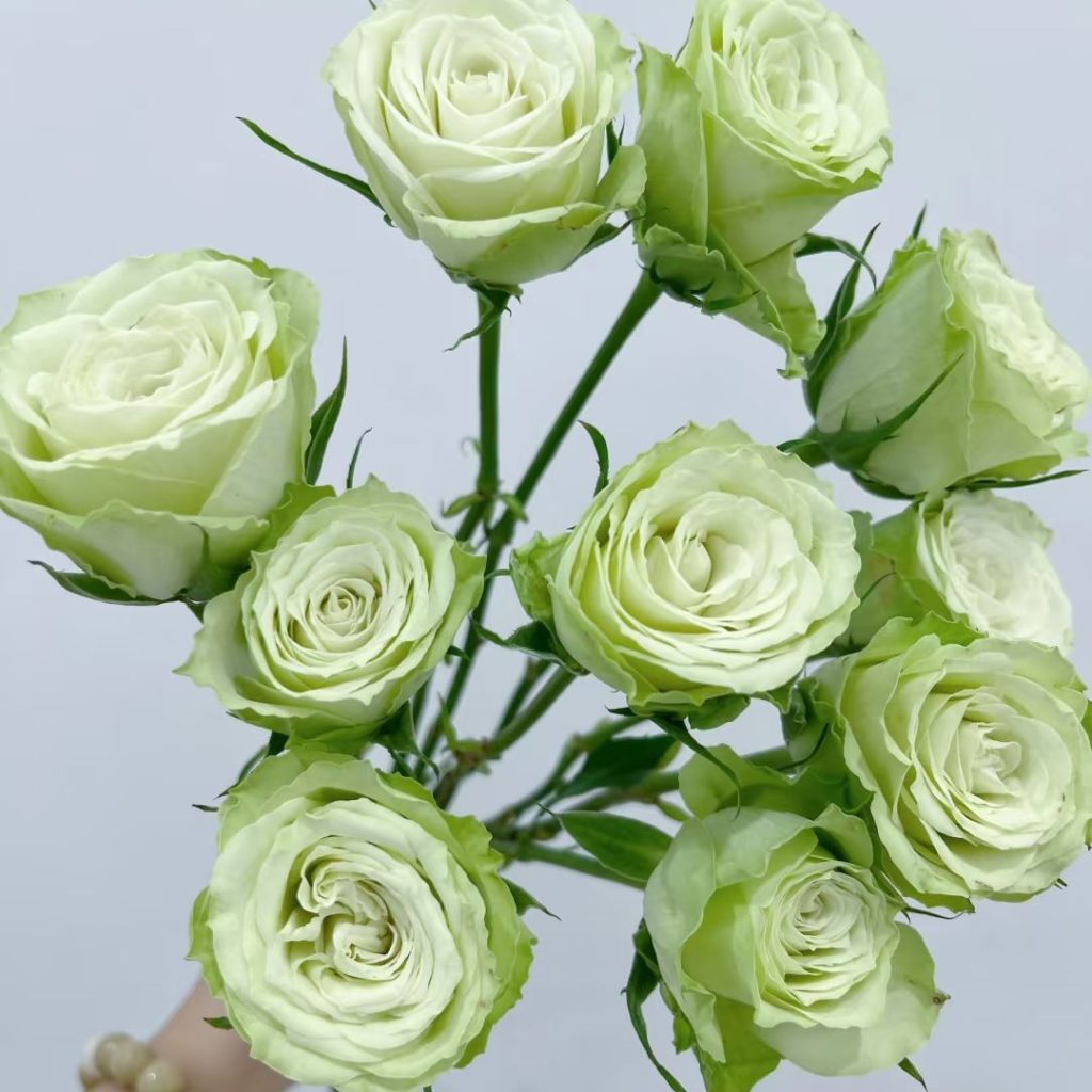 green roses​-38-Mint Julep​​