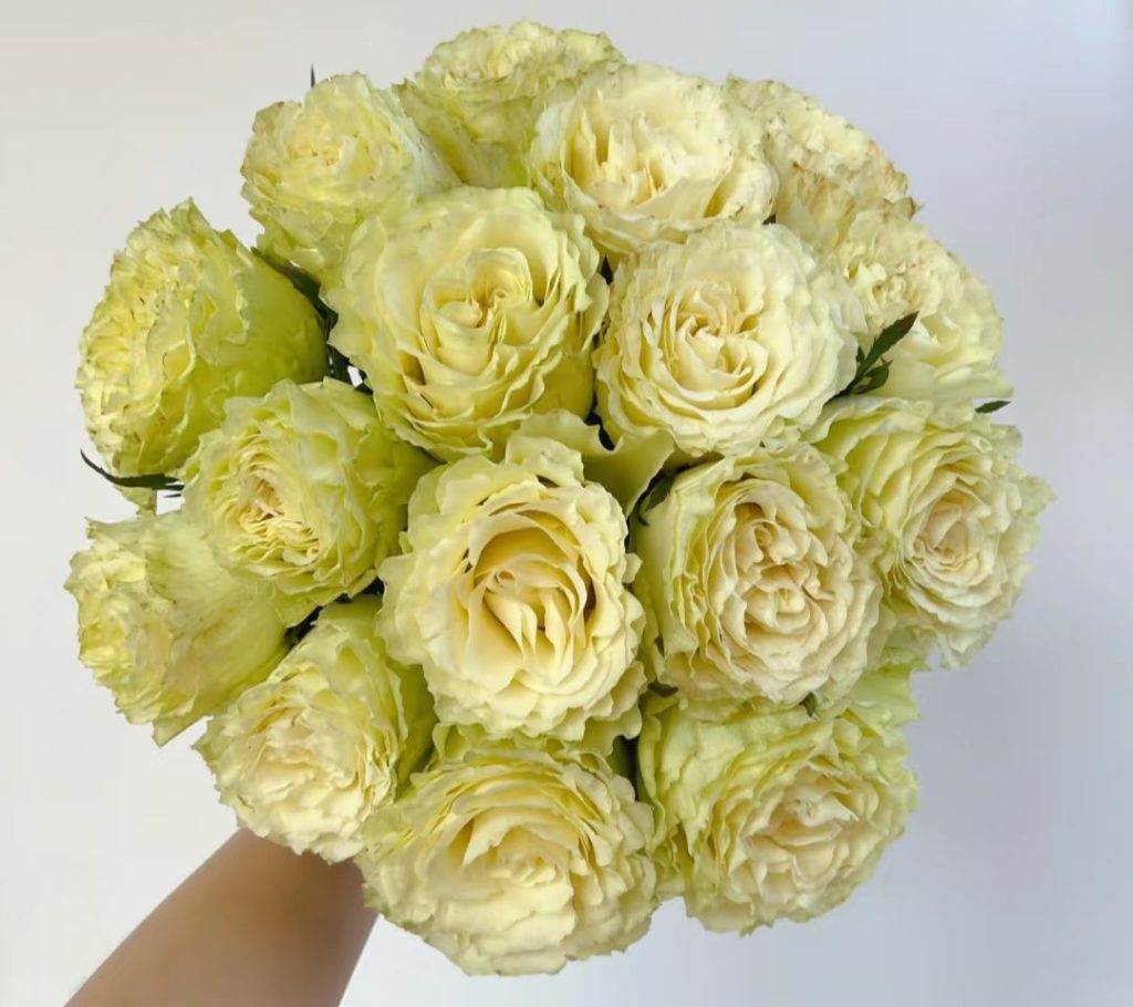 green roses​-47-Lemonade