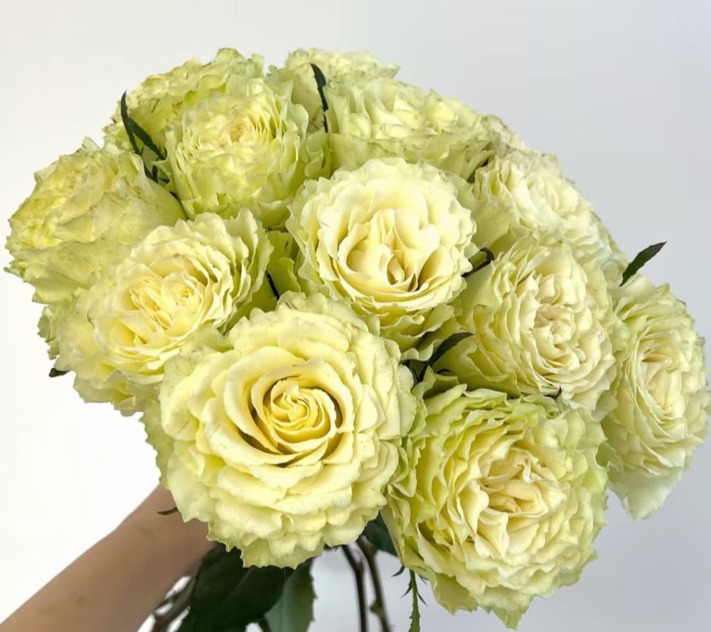 green roses​-48-Lemonade