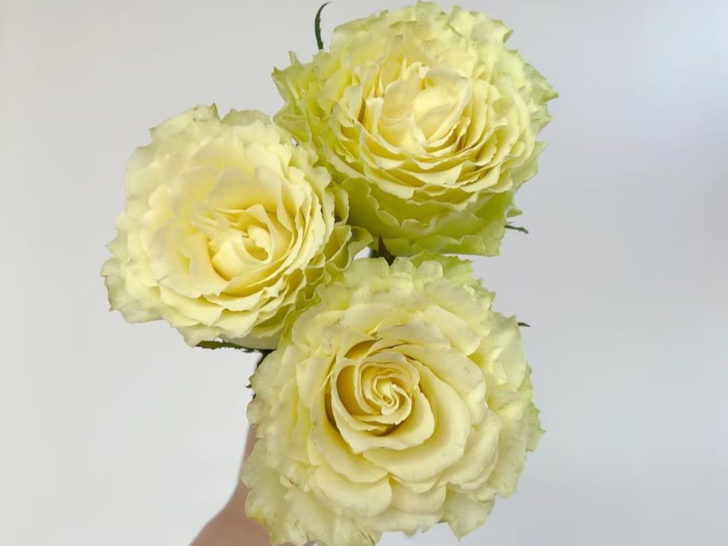 green roses​-49-Lemonade