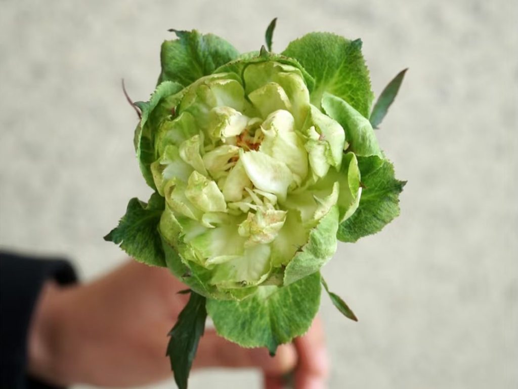 green roses​-5-Vegetable-like