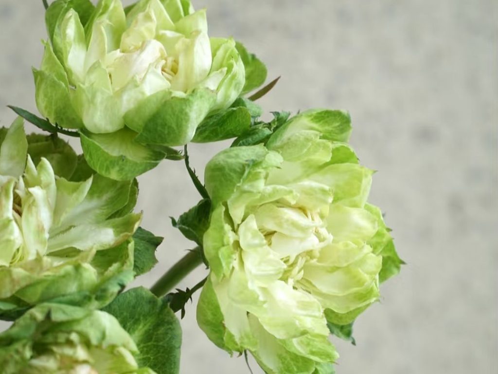 green roses​-6-Vegetable-like