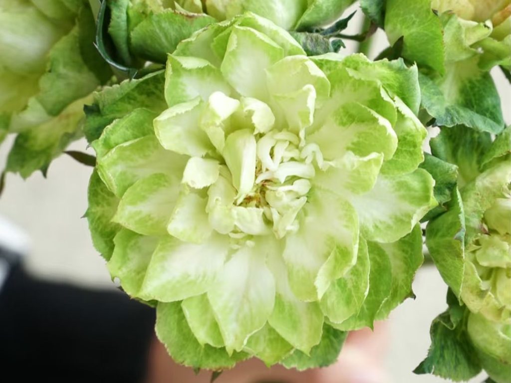 green roses​-7-Vegetable-like