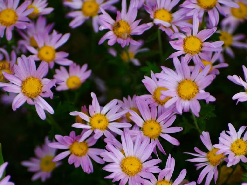 little daisy​-31