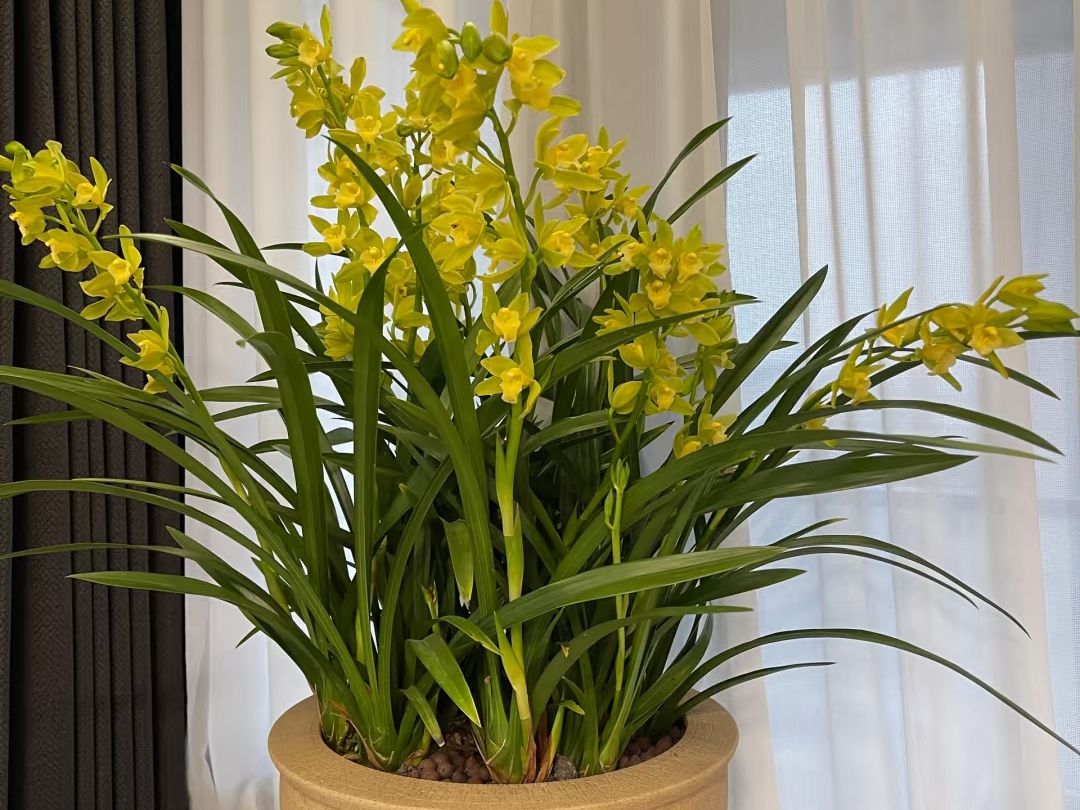 orchid bark​-20-Homemade DIY