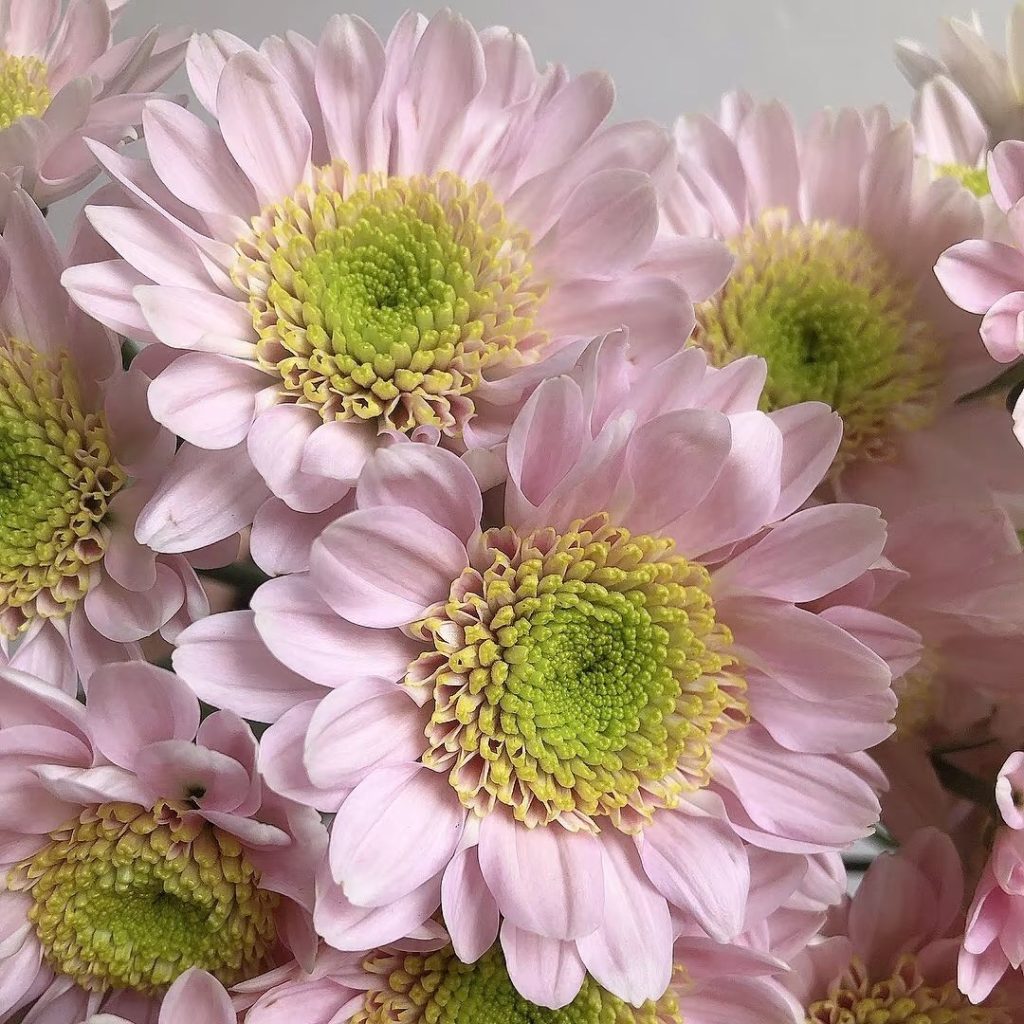 pink daisies​-34