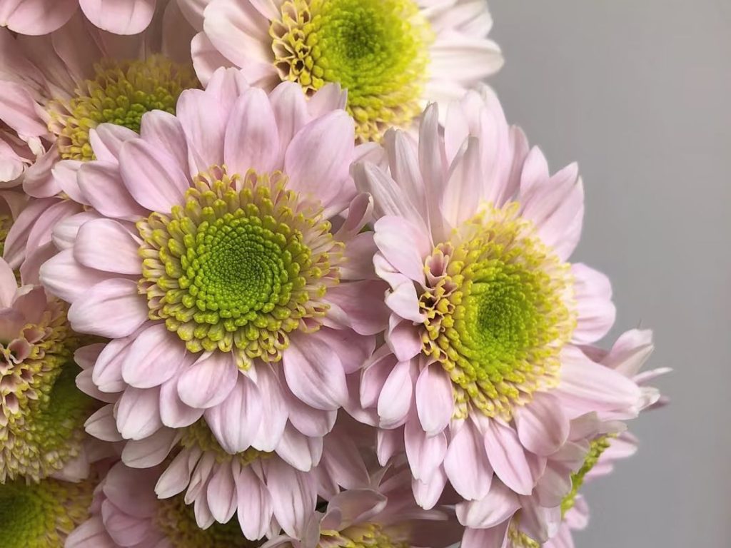 pink daisies​-35