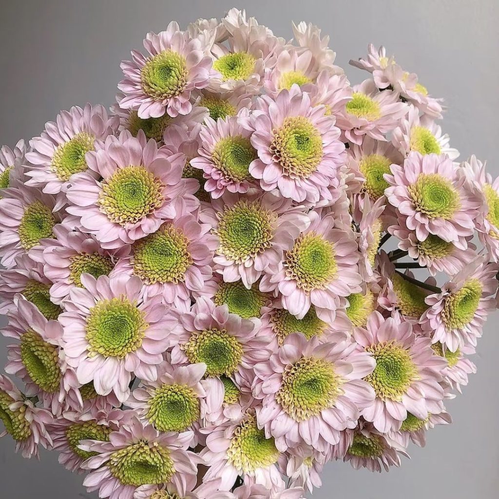 pink daisies​-36