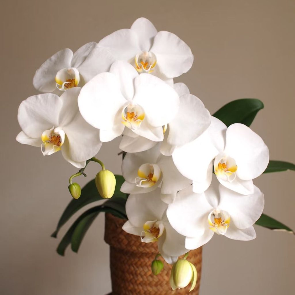 white orchids​-29-Big White Phalaenopsis​​