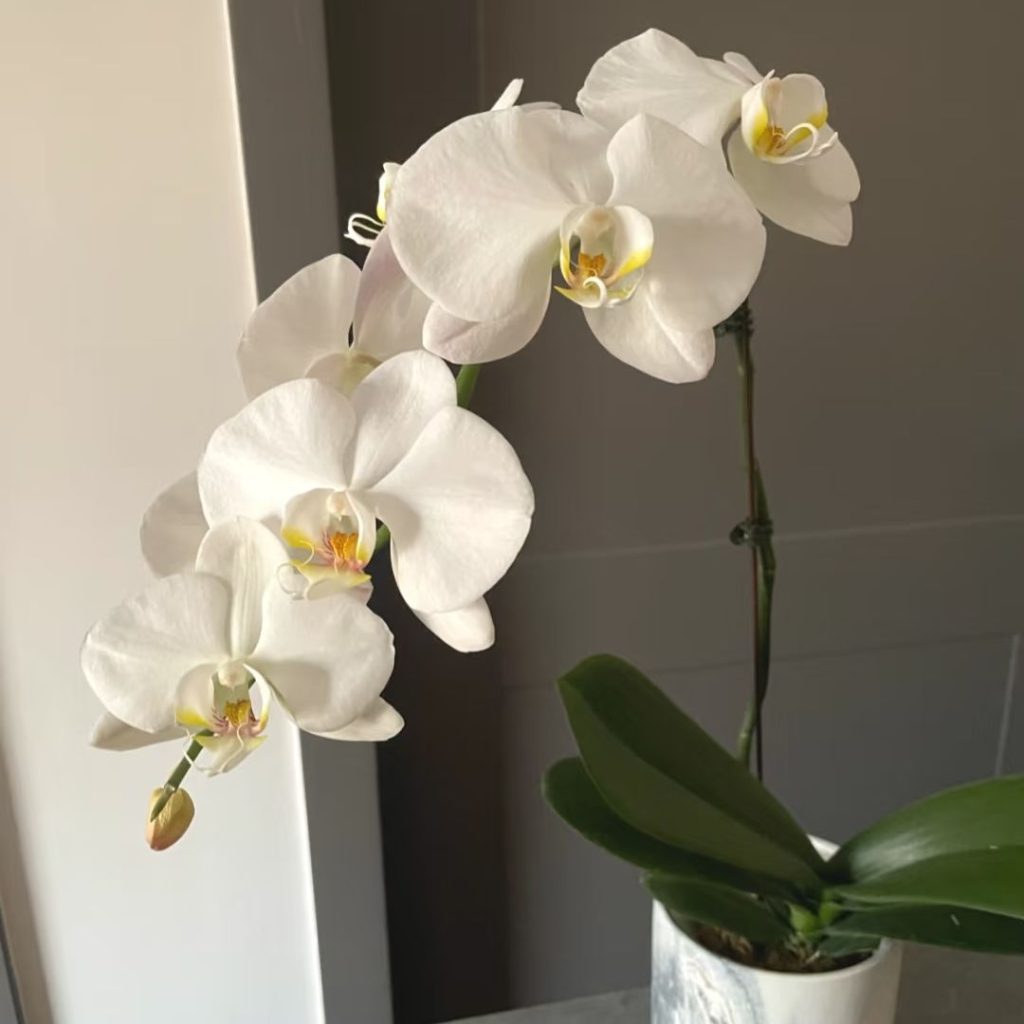 white orchids​-30-Big White Phalaenopsis​​