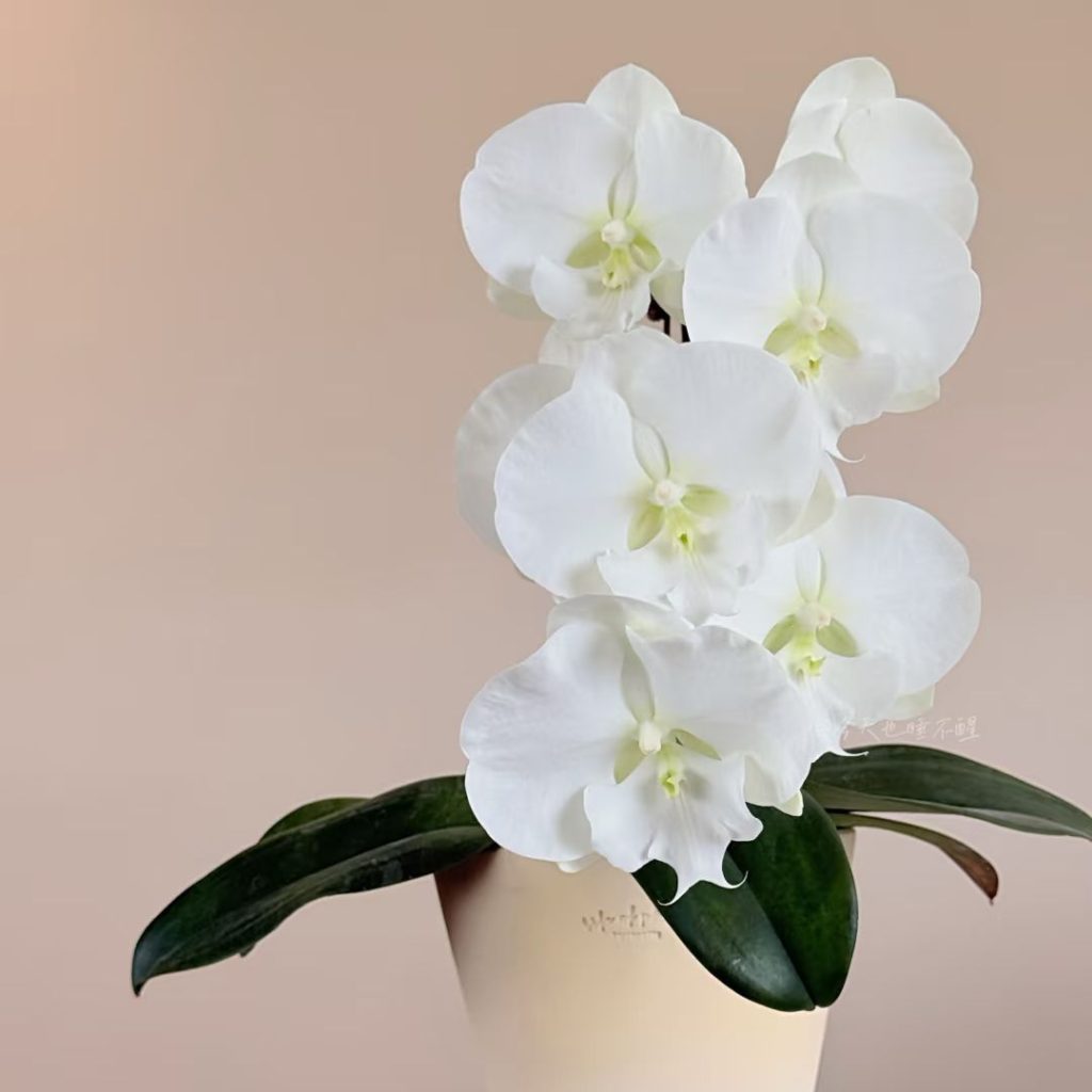white orchids​-31-Big White Phalaenopsis​​