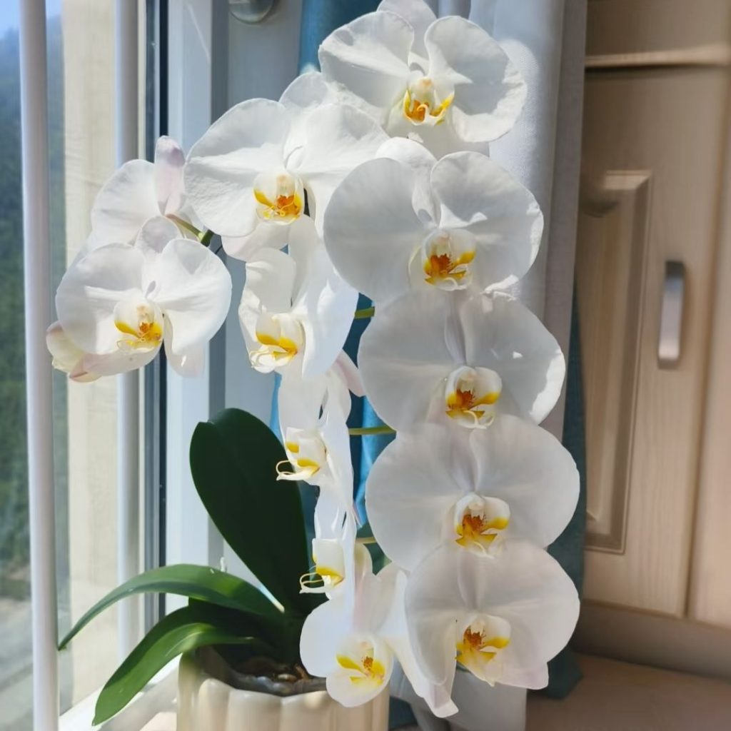 white orchids​-32-Big White Phalaenopsis​​