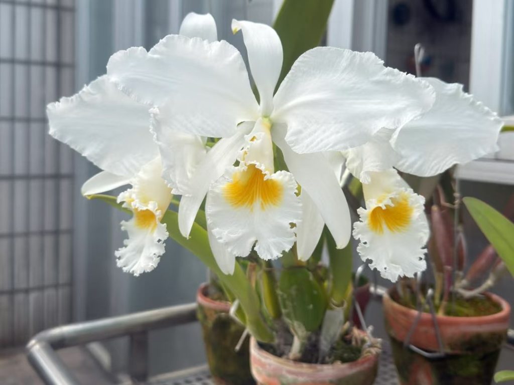 white orchids​-34-​Cattleya walkeriana