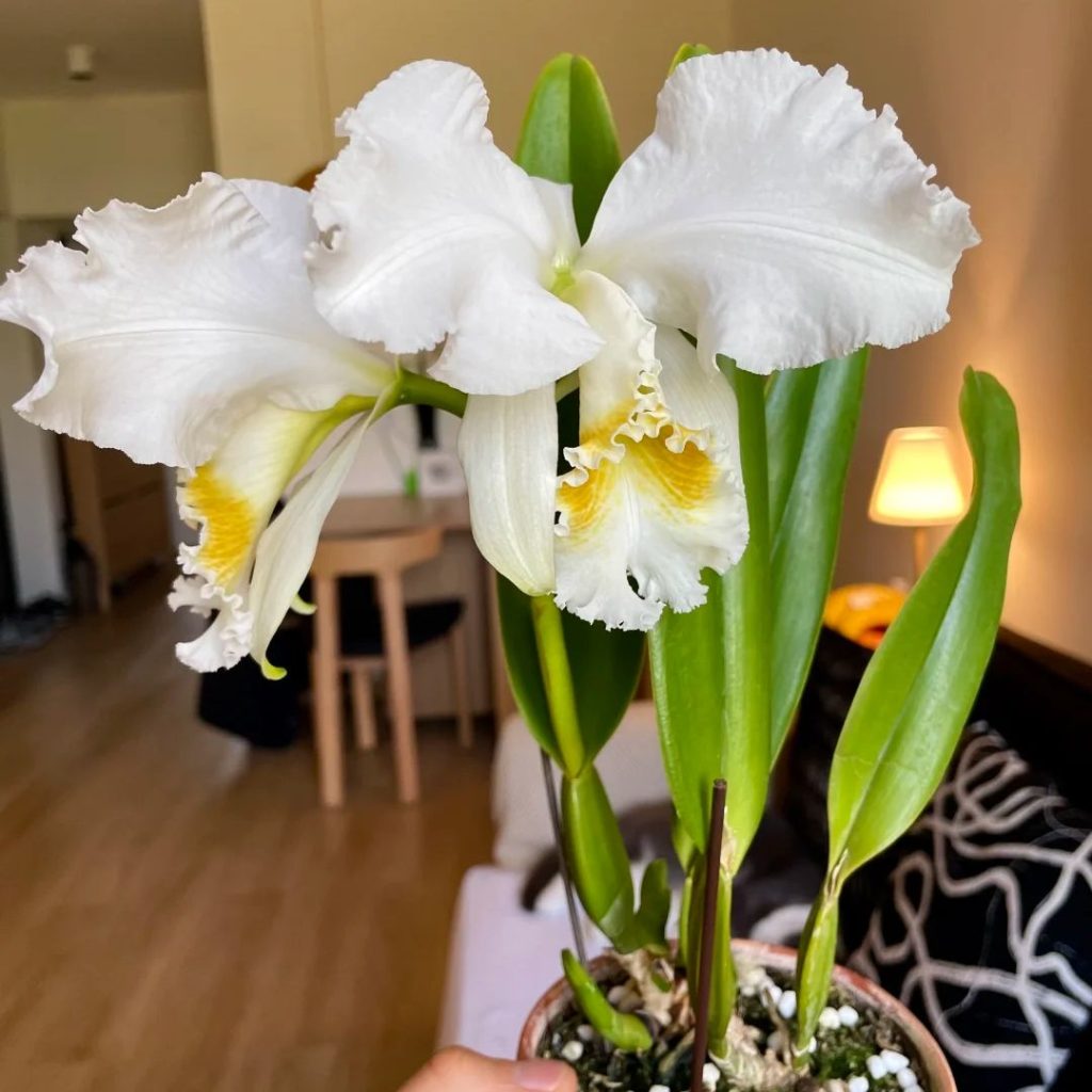 white orchids​-35-​Cattleya walkeriana