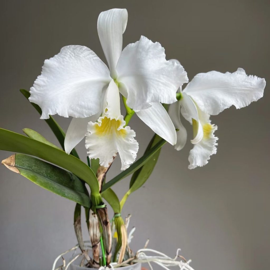 white orchids​-36-​​Cattleya aclandiae